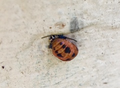Harmonia axyridis
