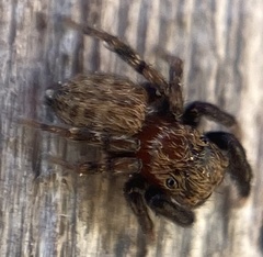 Euophrys nigripalpis