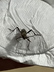 Xylotrechus stebbingi