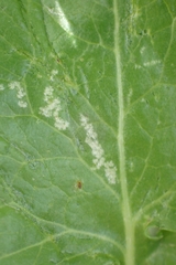 Phytomyza spondylii group