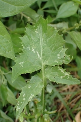 Phytomyza spondylii group