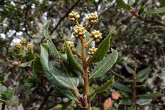 Oreopanax aquifolius