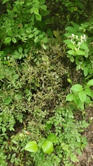 Rose rosette emaravirus