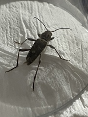 Xylotrechus stebbingi