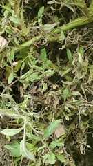 Rose rosette emaravirus