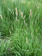 Phleum pratense