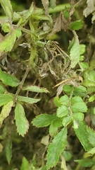 Rose rosette emaravirus