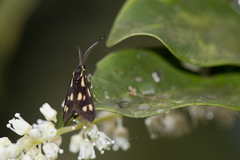 Zeuxippa formosa