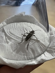 Xylotrechus stebbingi