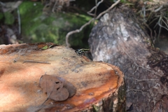 Dendrobates truncatus