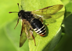 Pseudoclavellaria amerinae