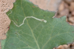 Phytomyza