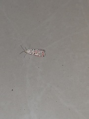 Utetheisa pulchella