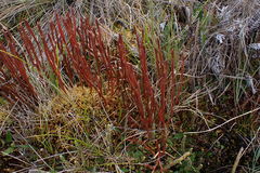 Phlegmariurus tetragonus