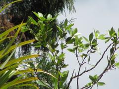 Pittosporum cornifolium