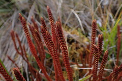 Phlegmariurus tetragonus