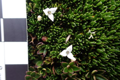 Arcytophyllum filiforme