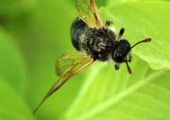 Pseudoclavellaria amerinae