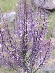 Anarrhinum longipedicellatum