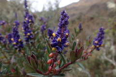 Monnina salicifolia