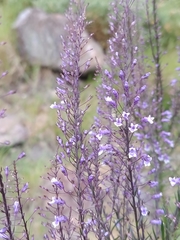 Anarrhinum longipedicellatum