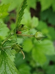 Geum urbanum