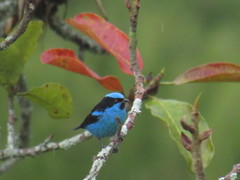 Dacnis hartlaubi