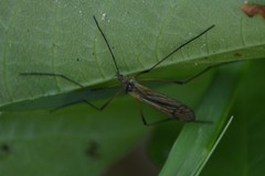 Prionolabis rufibasis