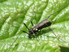 Molophilus ater