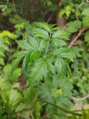 Rubus laciniatus