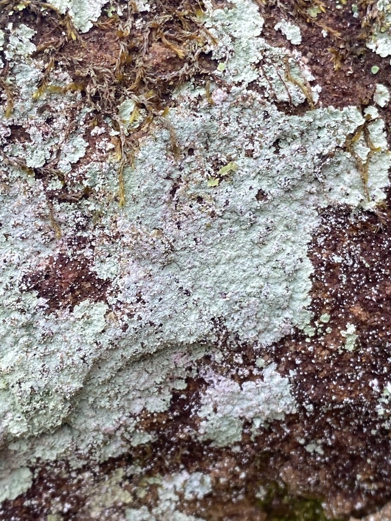 Dust Lichens from Clear Creek Recreation Area, Winston County, AL, USA ...