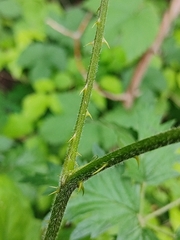 Rubus laciniatus