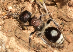 Sigilla dorsata