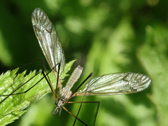 Tipula varipennis