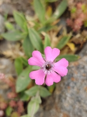 Silene acutifolia