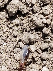 Solenopsis xyloni