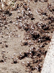 Solenopsis xyloni