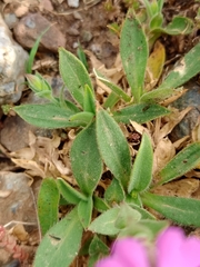 Silene acutifolia