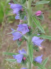 Echium vulgare