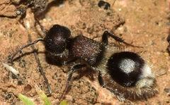 Sigilla dorsata