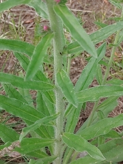 Echium vulgare