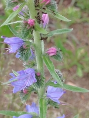 Echium vulgare
