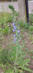 Echium vulgare