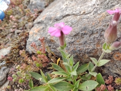 Silene acutifolia