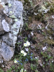 Androsace obtusifolia