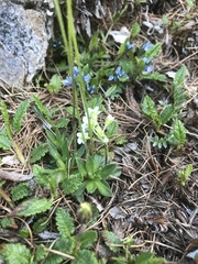 Androsace obtusifolia