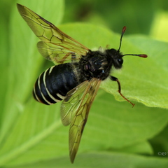 Pseudoclavellaria amerinae