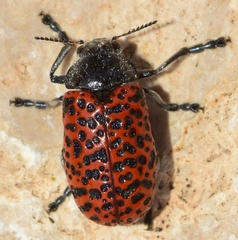 Lachnaia variolosa