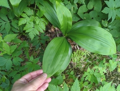 Veratrum parviflorum
