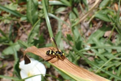 Xanthogramma marginale